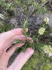 Hakea costata