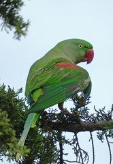 Psittacula eupatria