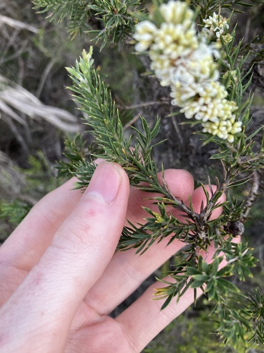 Image of Hakea costata by (c) Thomas Mesaglio, some rights reserved (CC BY)