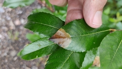 Heterarthrus microcephalus