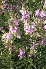 Galega officinalis