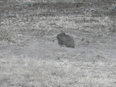 Microcavia australis
