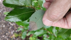 Heterarthrus microcephalus