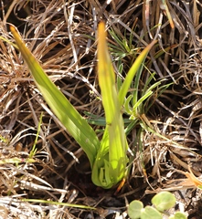 Colchicum longipes