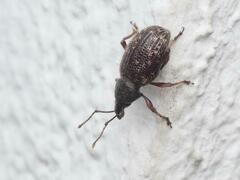 Otiorhynchus tristis