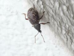 Otiorhynchus tristis