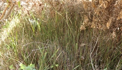 Hypodiscus procurrens