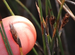 Hypodiscus procurrens