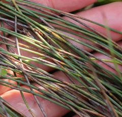 Hypodiscus procurrens