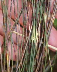 Hypodiscus procurrens