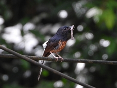 Copsychus malabaricus