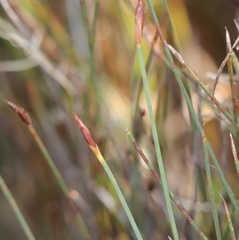 Hypodiscus procurrens