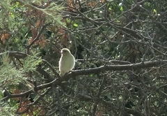 Ploceus velatus