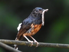 Copsychus malabaricus