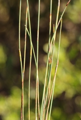 Hypodiscus procurrens