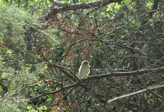 Ploceus velatus