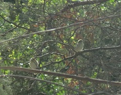 Ploceus velatus