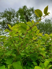 Reynoutria japonica