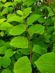 Reynoutria japonica