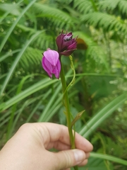 Collabieae