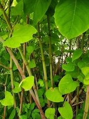Reynoutria japonica
