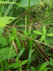 Collabieae