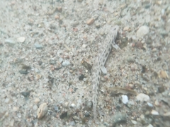 Cobitis taenia