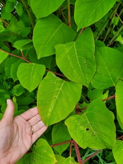 Reynoutria japonica