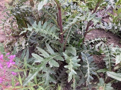 Cirsium clavatum