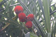 Benstonea affinis