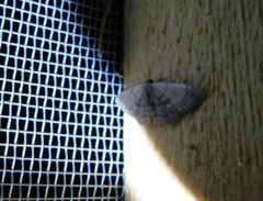 Idaea laevigata
