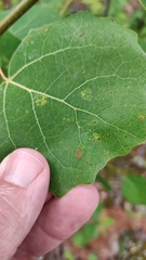 Aceria varia