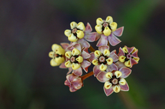 Asclepias densiflora image