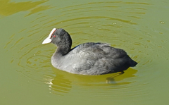 Fulica atra