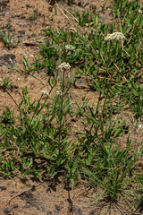 Image of Asclepias densiflora