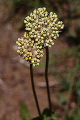 Asclepias densiflora image