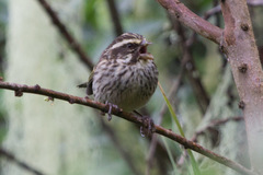 Crithagra striolata striolata