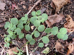 Chrysosplenium hebetatum