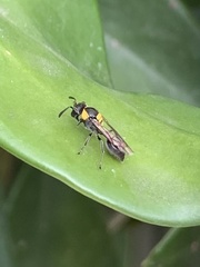 Vespidae