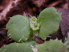 Chrysosplenium hebetatum