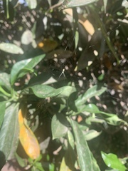 Trichonephila clavata