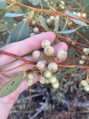 Eucalyptus drummondii