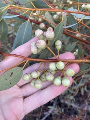 Eucalyptus drummondii