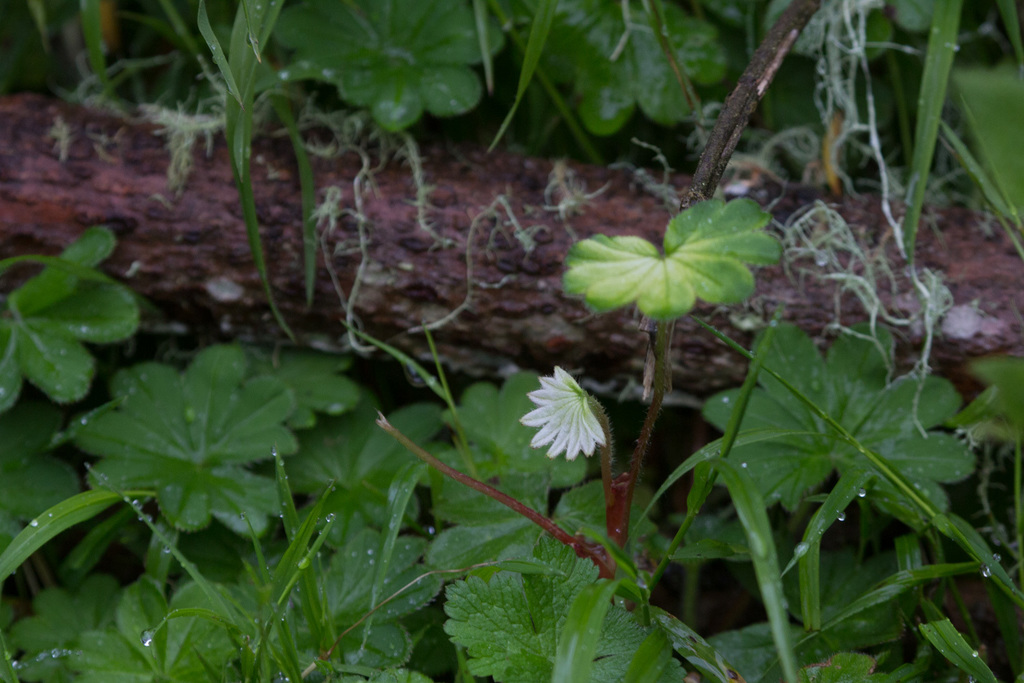 Alchemilla volkensii