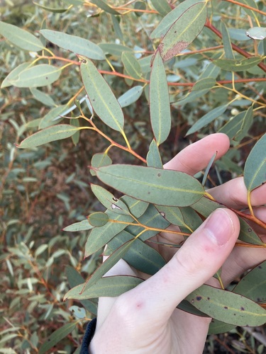 Image of Eucalyptus drummondii by (c) Thomas Mesaglio, some rights reserved (CC BY)