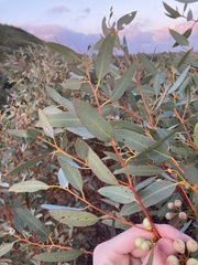 Eucalyptus drummondii