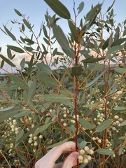 Eucalyptus drummondii