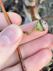 Eucalyptus drummondii