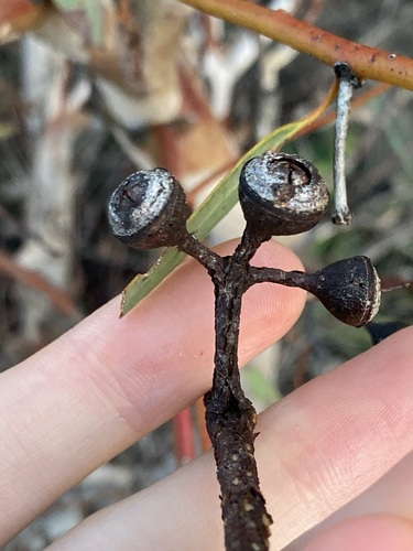 Image of Eucalyptus drummondii by (c) Thomas Mesaglio, some rights reserved (CC BY)