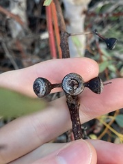 Eucalyptus drummondii